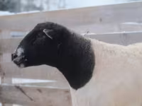 雄羊, Dorper sheep — 写真 3