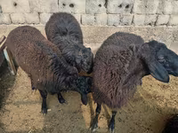 Ram, Rhon sheep — photo 4