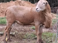 Domba jantan, Katum sheep — foto 2