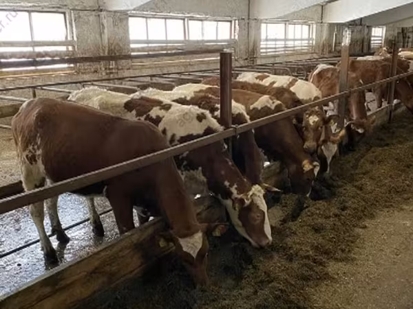 Sapi, Ayrshire