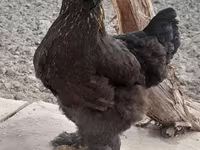 Brahma — Foto 5