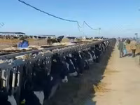 Корова, Казахская белоголовая корова — фото 8