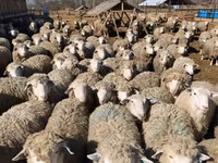 Schaf, Kuibyshev sheep — Foto 6