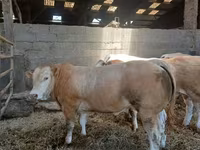 雄牛, Blonde d’Aquitane cattle — 写真 3