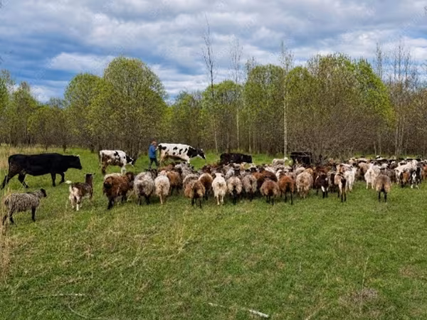 Vaca, Ganado vacuno