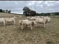 सांड, Charolais cattle — फ़ोटो 3