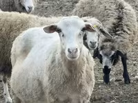 Domba betina, Katum sheep — foto 1