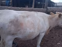 Vaca, Swiss cattle — foto 8