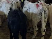 Banteng, Cattle — foto 1