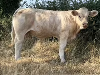 Banteng, Cast cow — foto 4