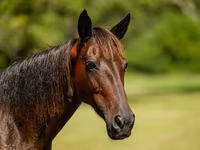 Jument, American paint horse — photo 6