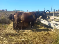 母马, Horses — 照片 3
