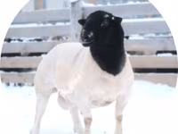 雄羊, Dorper sheep — 写真 1