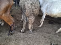 Domba jantan, Baerchuke sheep — foto 3