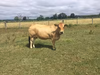 Sapi, Partenaise cattle — foto 1