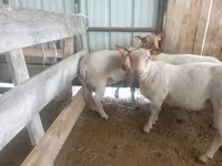 Schaf, Baerchuke sheep — Foto 2