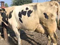 गाय, Swiss cattle — फ़ोटो 3
