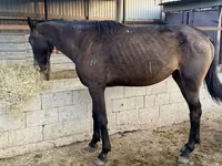 घोड़ा, Arabian horse — फ़ोटो 3