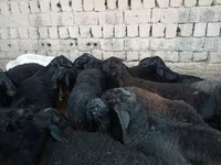 公羊, Sheep — 照片 5