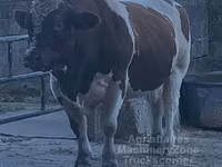 Banteng, Men-Anjou — foto 5