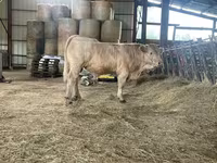 Banteng, Charolais cattle — foto 4