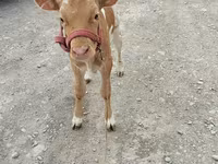 Sapi, Red Polled Cow — foto 3