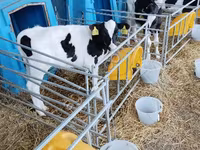 Toro, Raza Holstein — foto 2