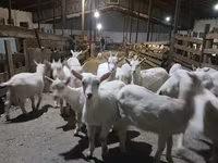 Cabra, Saanen goat — foto 3