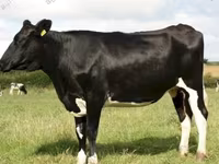 Sapi, Ayrshire — foto 8