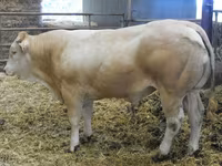 Banteng, Blonde d’Aquitane cattle — foto 2