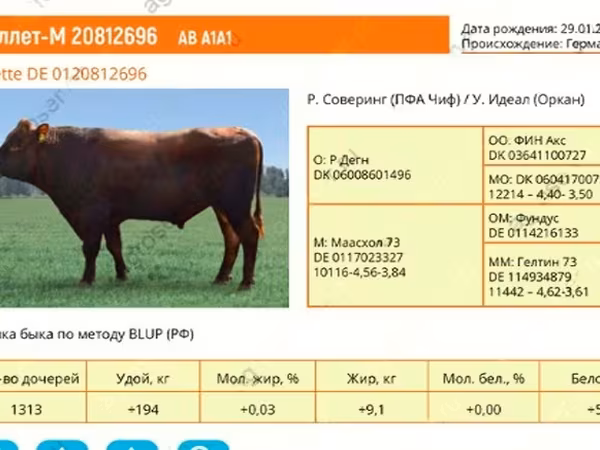 Toro, Aberdeen-Angus
