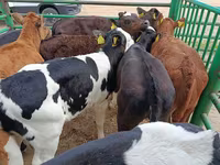 Vache, Vache limousine — photo 1