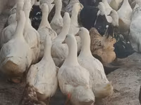 Domestic Muscovy — photo 1