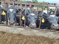 Cow, Simmental cattle — photo 6