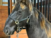 Caballo, Rocky Mountain Horse — foto 5