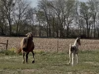 घोड़ी, Pinto horses — फ़ोटो 7