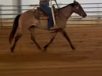 Stute, Quarter Horse — Foto 3