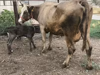بقرة, Simmental cattle — الصورة 6