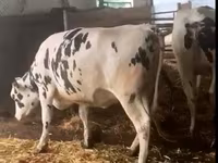 雄牛, Russian Black pied cattle — 写真 7