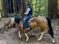 Jument, Quarter Horse — photo 5