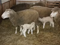Carnero, Dorset horn sheep — foto 3
