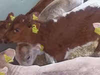 Banteng, Simmental cattle — foto 5