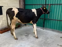 Sapi, Holstein breed — foto 2