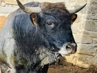 Sapi, Aubrac cattle — foto 2