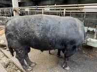 Banteng, Aberdeen-Angus — foto 2