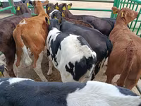 Vache, Vache limousine — photo 2