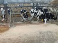 Toro, Raza Holstein — foto 3