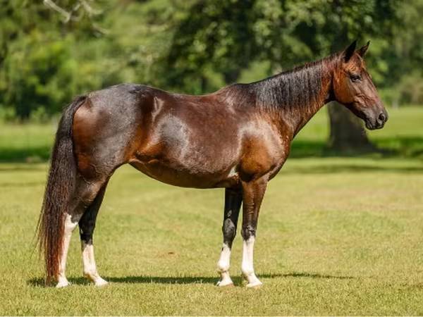 Jument, American paint horse