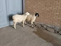 Kambing jantan, Goats — foto 4