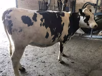 Sapi, Ayrshire — foto 1